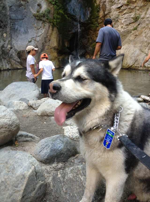 Bobby, Robert Luo's Alaskan Malamute and the dog who inspired WoafMeow
