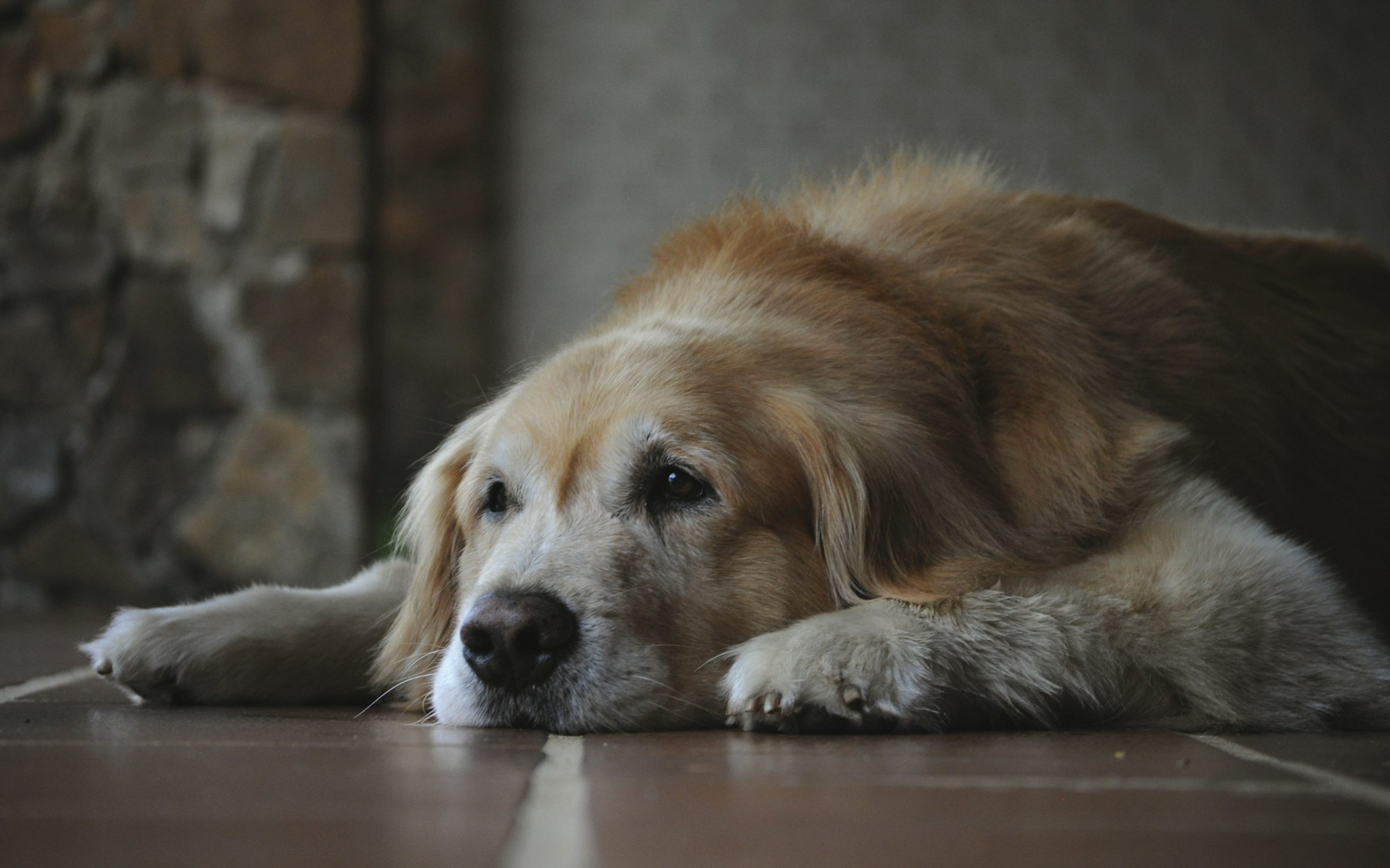 Older golden retriever receiving a calm daily check-in