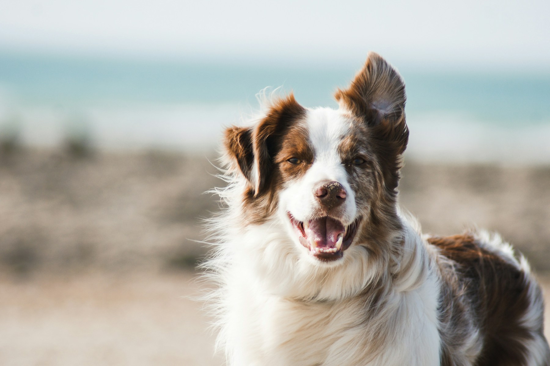 Water section of the Senior Dog Care Guide