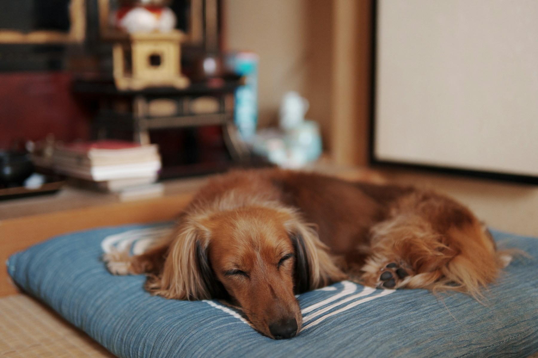 Sleep section of the Senior Dog Care Guide
