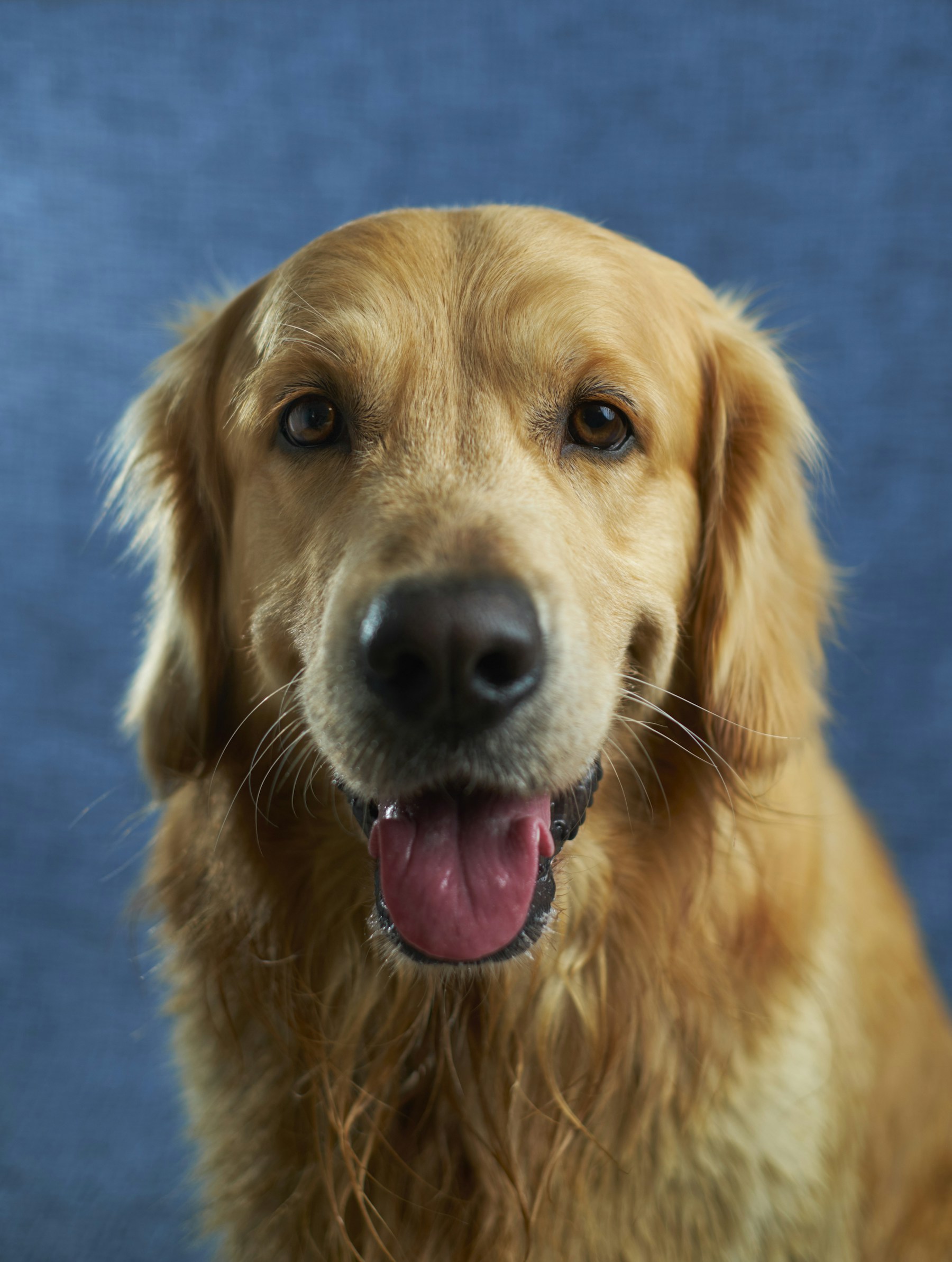 Golden retriever remembered with a living tree tribute