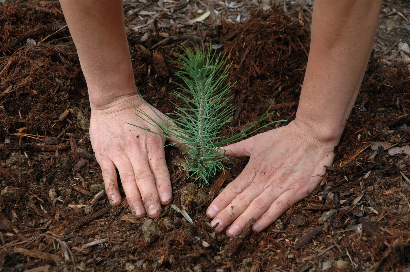Plant a living memorial