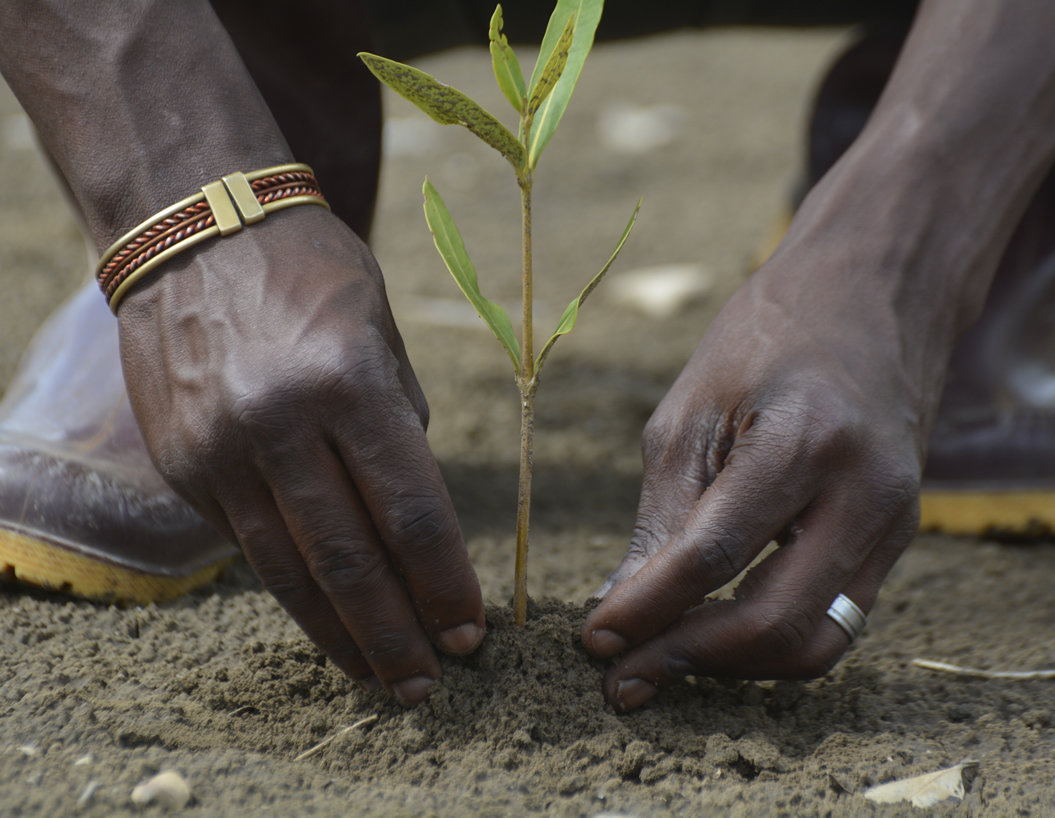 Hands planting a young tree with Friends of Usambara