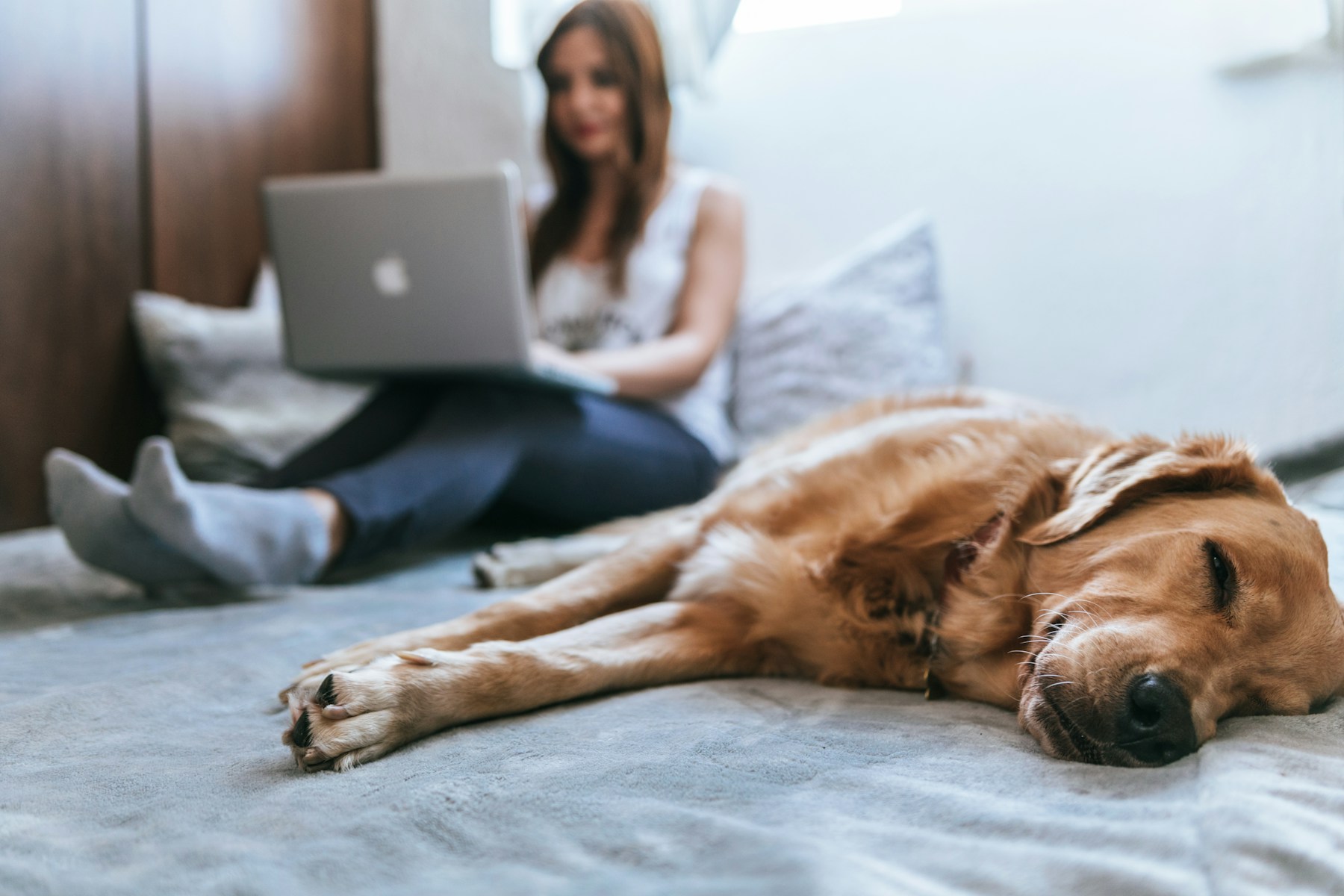 Golden retriever resting comfortably at home while a pet parent works nearby